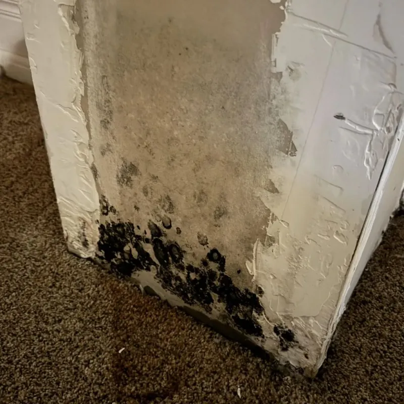 Professional Mold Removal in Lincoln County, KS